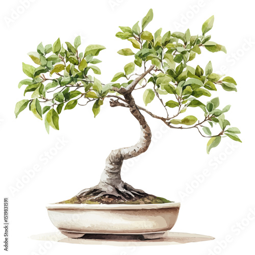 A Spicebush Bonsai, watercolor vector, high quality, isolated on a white background.