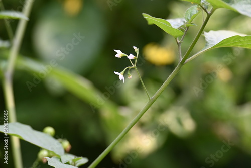Bilde på lerret Solanum nigrum flowers
