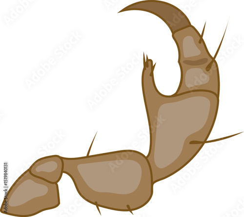 Structure of scansorial leg of head louse for biology lesson