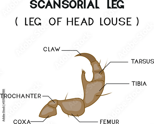 Structure of scansorial leg of head louse for biology lesson