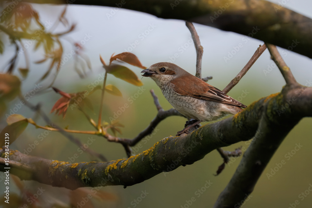 Naklejka premium An adult female Red-backed Shrike perched on a branch with an insect in its beak on a bright summer day