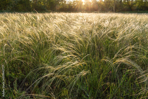 Stipa in the field.The grass twists in the wind. Stipa is a genus of 141 species of large perennial hermaphroditic grasses.