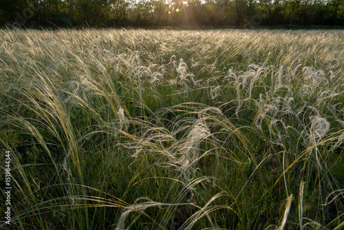 Stipa in the field.The grass twists in the wind. Stipa is a genus of 141 species of large perennial hermaphroditic grasses.