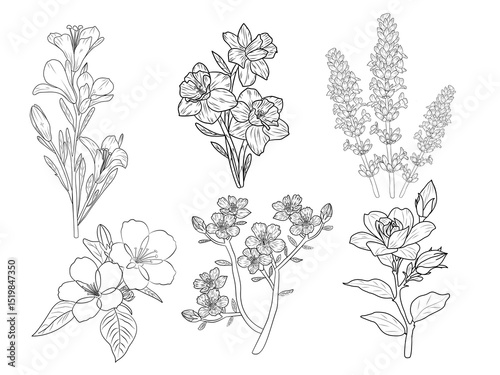 Flowers illustration, white isolate background