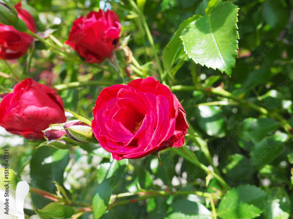 Obraz premium Rose Garden