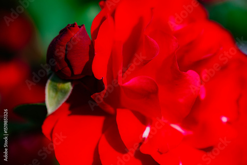 Red and purple roses. Macro close-up.