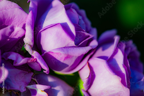 Red and purple roses. Macro close-up.