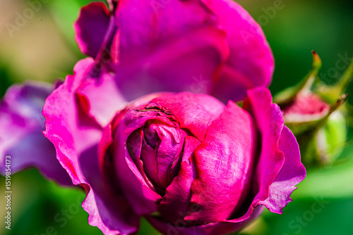 Red and purple roses. Macro close-up.