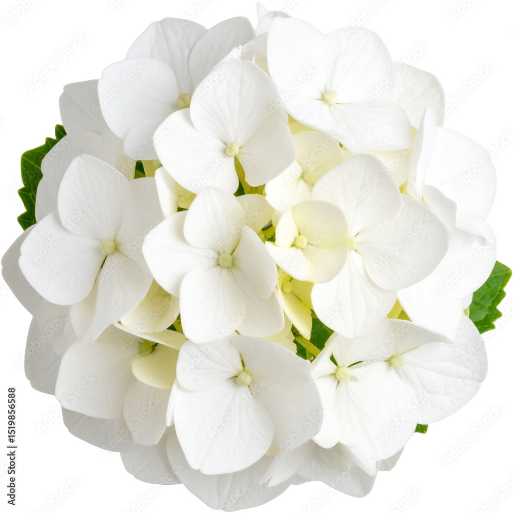 Fototapeta premium Beautiful White Hydrangea Macrophylla Bloom Isolated