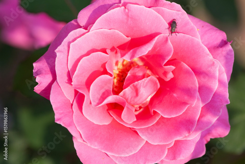 Red and purple roses. Macro close-up.