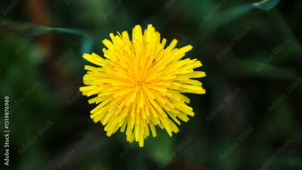 yellow dandelion flower yellow dandelion flower