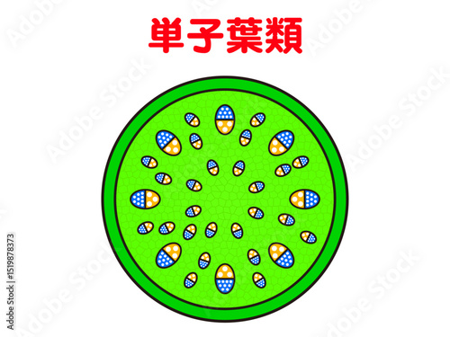 	単子葉類の図解イラスト素材