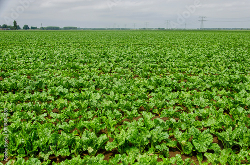 Schilderij op canvas Fodder beet growing on a field near Strijen, The Netherlands