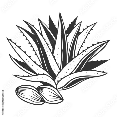 Aloe Vera Vector Illustration Botanical Design Plant and Seeds