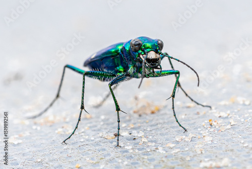 Blue Tiger Beetle