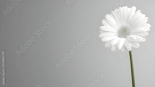 A Single White Gerbera Daisy Flower on a Grey Background, Elegantly Simple Botanical Illustration