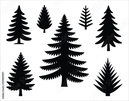 Silhouette Evergreen Douglas Fir Trees