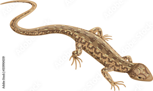 lizard on white background