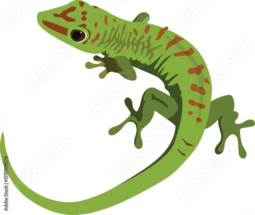 green lizard on white background