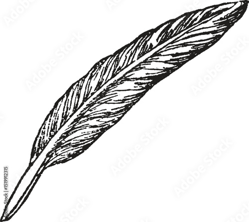 feather pen drawing