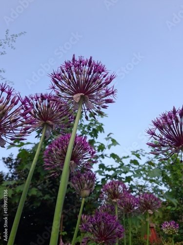 A cluster of purple, brilliant, blooming alliums in a lush, English garden. The green, sturdy stalks have enphasis on the length due to the camera angle showing nature's power and beauty.