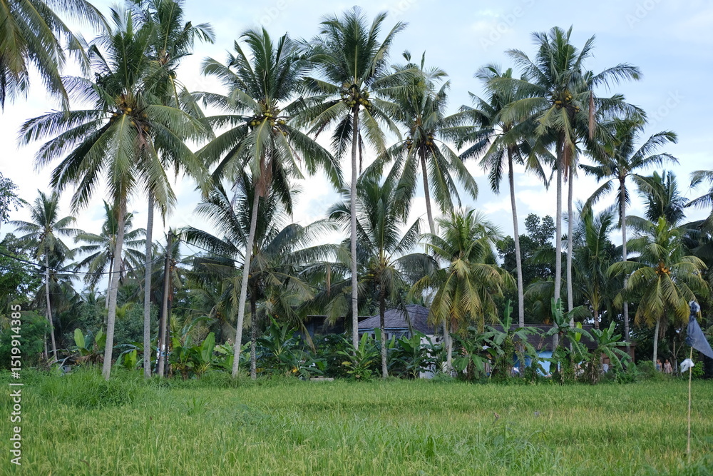 Fototapeta premium Green Rice Fields with Jungle and Palm Trees in Background