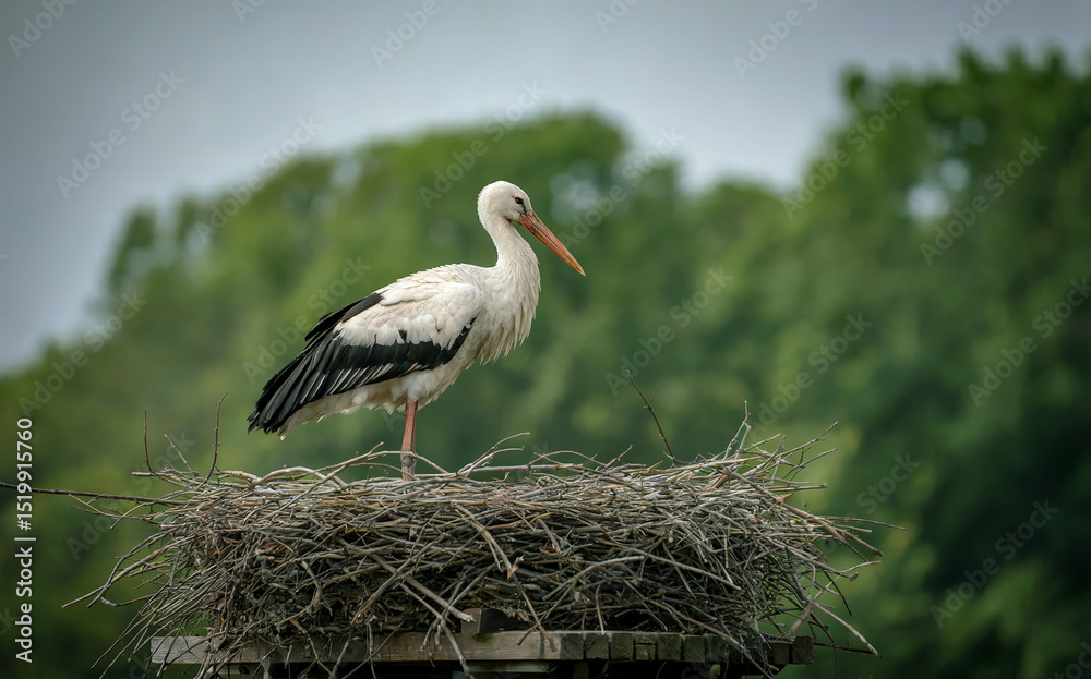Fototapeta premium White Stork Standing in Large Stick Nest