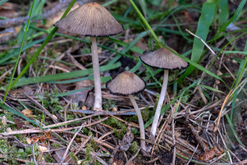 Close up and selective focus of Coprinopsis lagopus or Coprinus lagopus in the field, harefoot wild mushroom or hare s foot inkcap. Or other Coprinus sp. mushroom