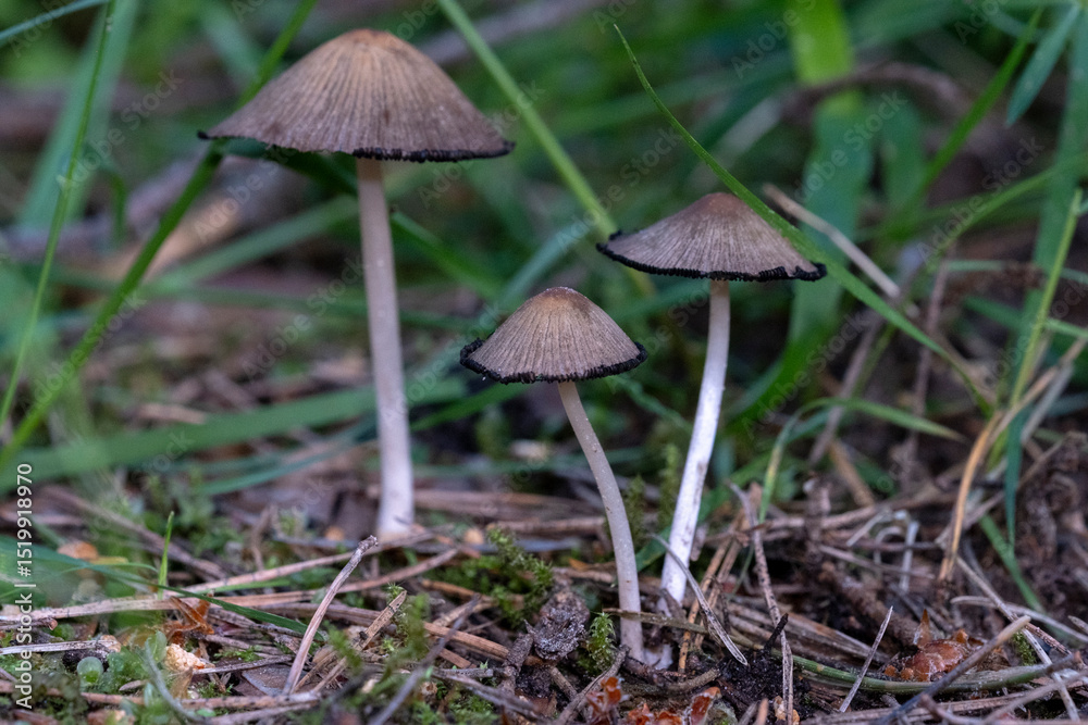 Close up and selective focus of Coprinopsis lagopus or Coprinus lagopus in the field, harefoot wild mushroom or hare s foot inkcap. Or other Coprinus sp. mushroom Close up and selective focus of Coprinopsis lagopus or Coprinus lagopus in the field, harefoot wild mushroom or hare s foot inkcap. Or other Coprinus sp. mushroom