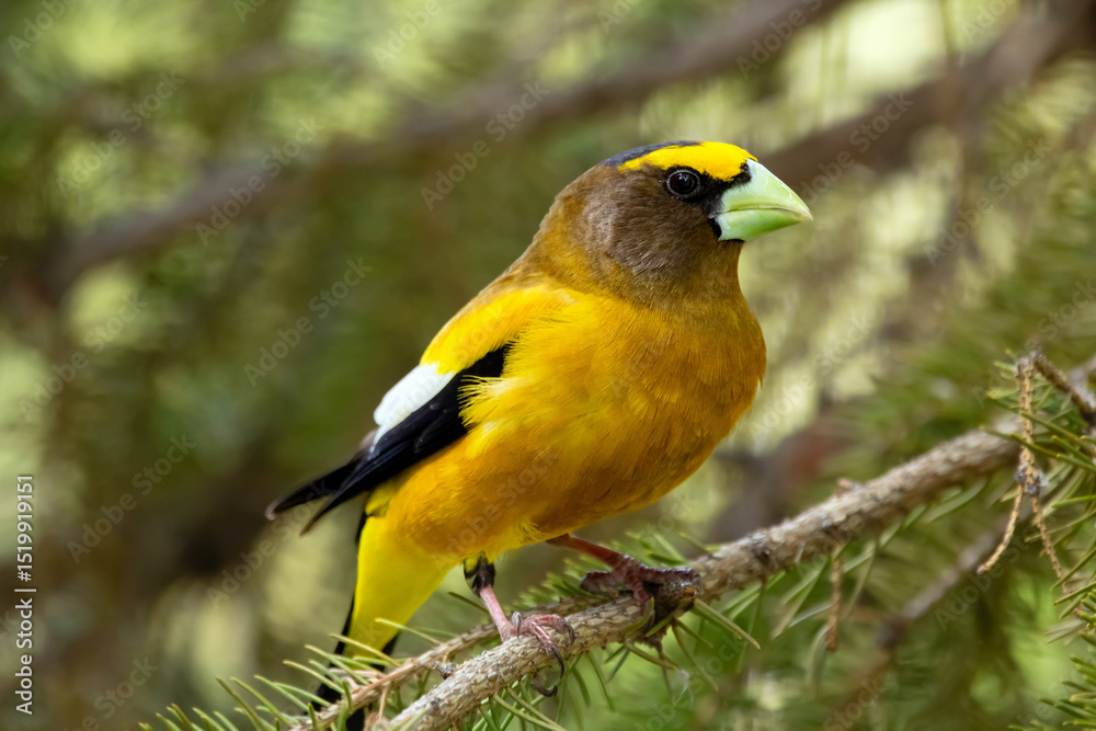 A vibrant male yellow Evening Grosbeak perches gracefully on the spruce tree with green needles in spring backyard garden, displaying its bold plumage and strong beak. A vibrant male yellow Evening Grosbeak perches gracefully on the spruce tree with green needles in spring backyard garden, displaying its bold plumage and strong beak.