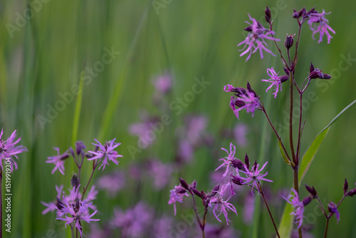Ragged robin. Pink flower on green background. lychnis flos cuculi