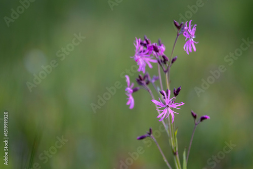 Ragged robin. Pink flower on green background. lychnis flos cuculi