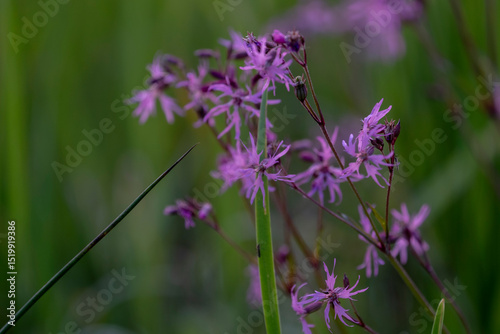 Ragged robin. Pink flower on green background. lychnis flos cuculi