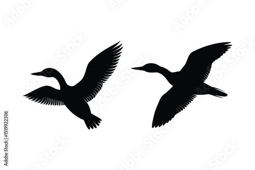 Loon silhouette  vector illustration, Set of  Loon silhouette