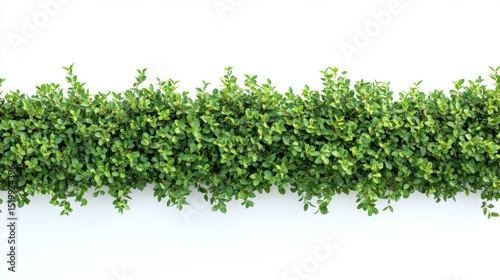 Green hedge or Green Leaves from above, just one line, straight. Isolated on white background.