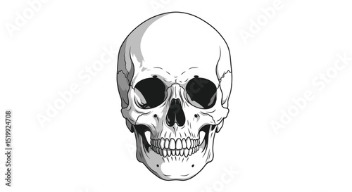 Detailed Anatomical Human Skull Illustration Showcasing Intricate Features and Textures