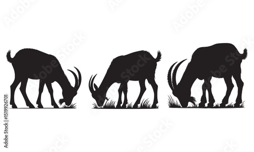 silhouette of a group of goat eat grass and white background