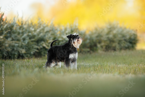miniature schnauzer dog standing outdoors in summer