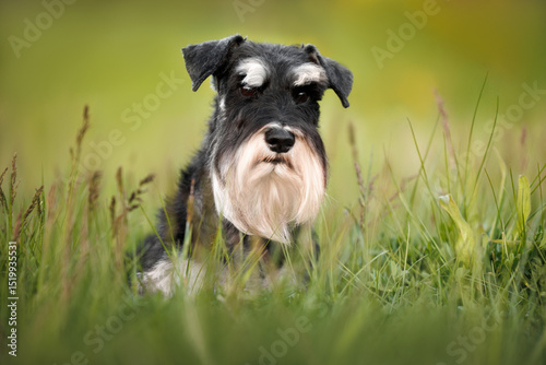 black and silver miniature schnauzer dog lying on grass