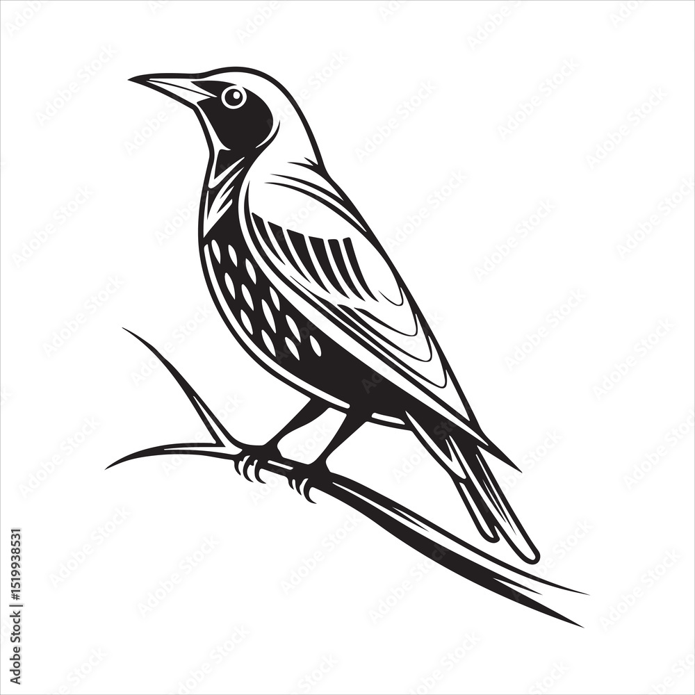 Fototapeta premium European starling line art silhouette