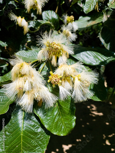 La imagen muestra flores del árbol de Guama, también conocido como Pacay o Inga (Inga edulis o Inga feuilleei). Este árbol leguminoso es nativo de América del Sur y Central y se cultiva por sus vainas photo