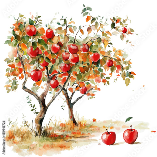 Apple Orchard In Fall, watercolor painting vector, high quality, isolated on a white background.
