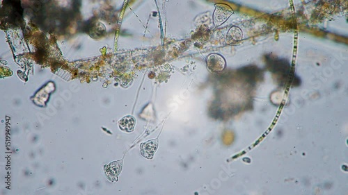 The amazing world of microbiology. Different bacteria, microbes and single-celled microorganisms are visible through a microscope. High-quality video.	
