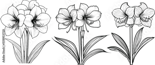 Botanical Amaryllis Bloom Hand Drawn Sketch, Amaryllis Flowers Black and White Floral Art.