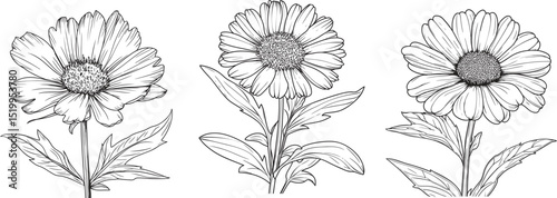 Vintage Aster Floral Outline for Wall Print, Elegant Aster Flower in Line Drawing Style.