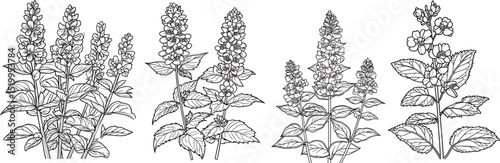 Detailed Black and White Illustration of Catmint Flowers, Elegant Catmint Flower Line Art for Botanical Designs