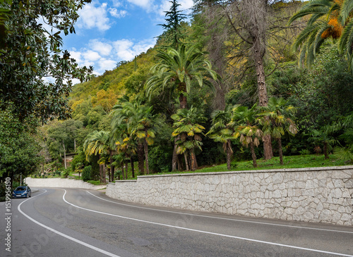 The asphalt road runs through tropical trees, the trunks of which stand in tall columns along the highway. Warm October day