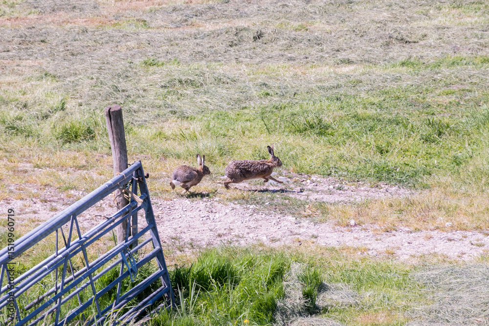 Obraz premium pair of European brown hare Lepus europaeus in wild running in farmland field. buck chasing doe in courting ritual Dutch polder in the Netherlands