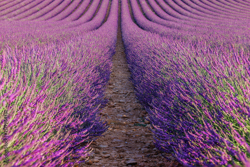 Champ de lavande en floraison