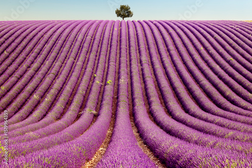 Plateau de Valensole avec sa lavande en floraison et un arbre isolé en fin d'après-midi